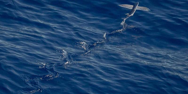 广东开平碉楼与村落自驾全攻略：探寻世界文化遗产中的华侨建筑与田园美食