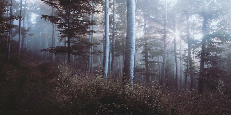 广东攻略：探秘湛江徐闻“菠萝的海”，万亩田园采摘与琼州海峡风光全指南