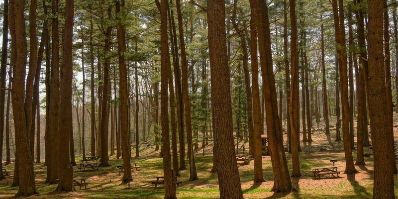 广东旅游88：一站式解锁岭南风情，尽享美食与生活服务全攻略