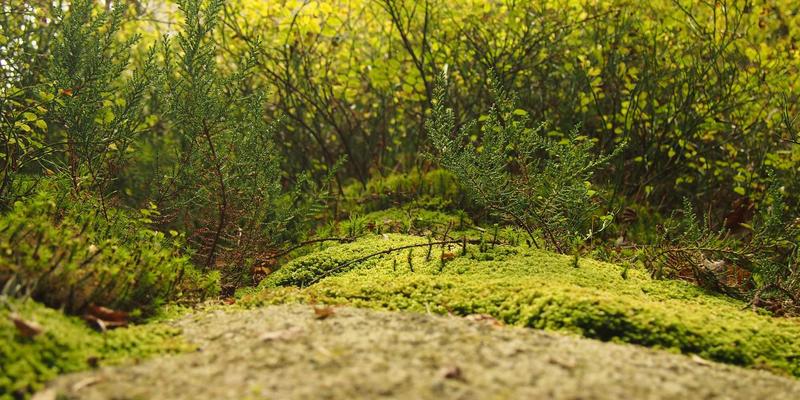 广东旅游全攻略：解锁岭南64处必游胜地，体验多元文化魅力